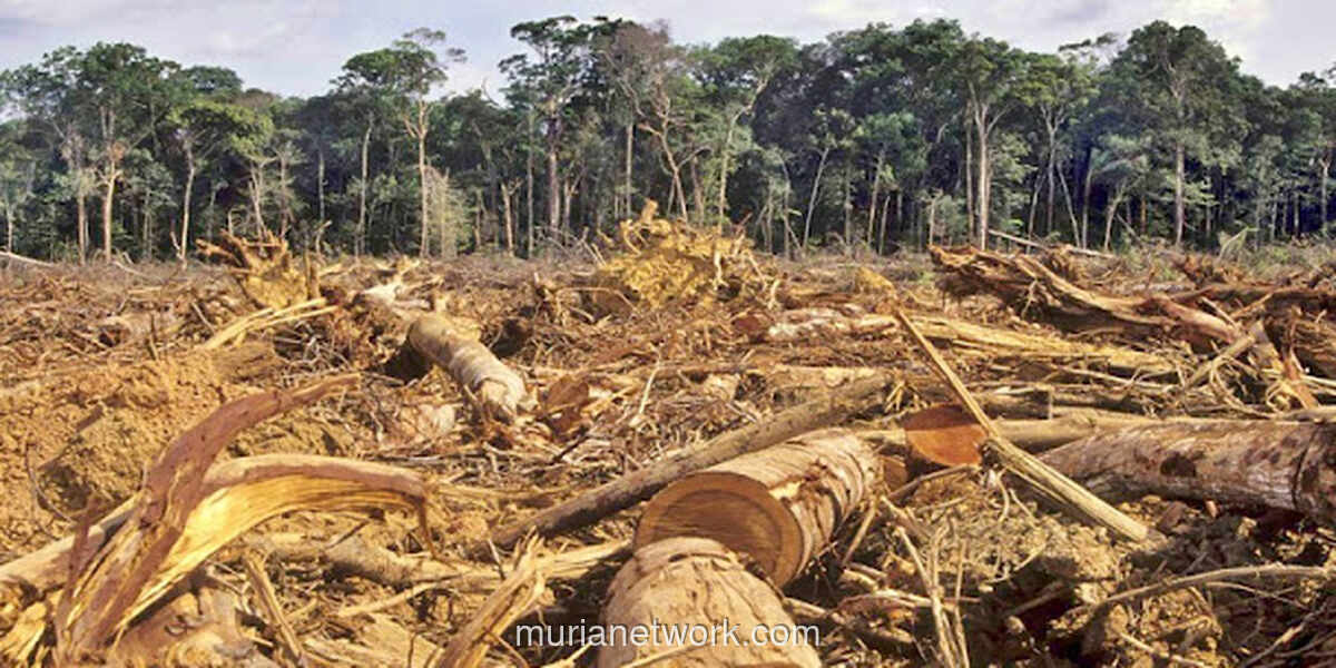 Jeritan Netizen Beli Hutan: Sindiran Pedih di Balik Bencana Aceh dan Sumatera