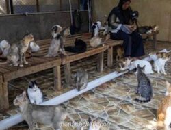 Di Balik Reruntuhan Banjir, Seorang Perempuan Berjuang Menyelamatkan Puluhan Kucing Terlantar