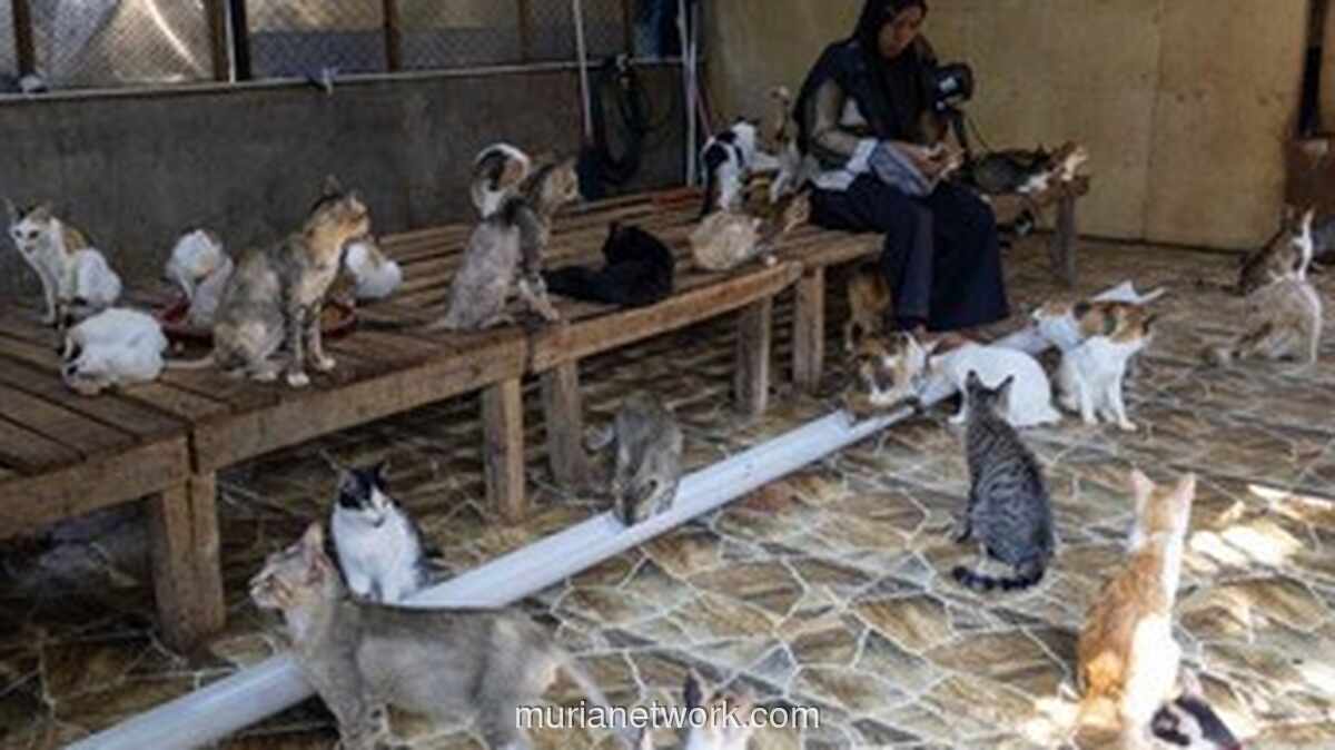Di Balik Reruntuhan Banjir, Seorang Perempuan Berjuang Menyelamatkan Puluhan Kucing Terlantar