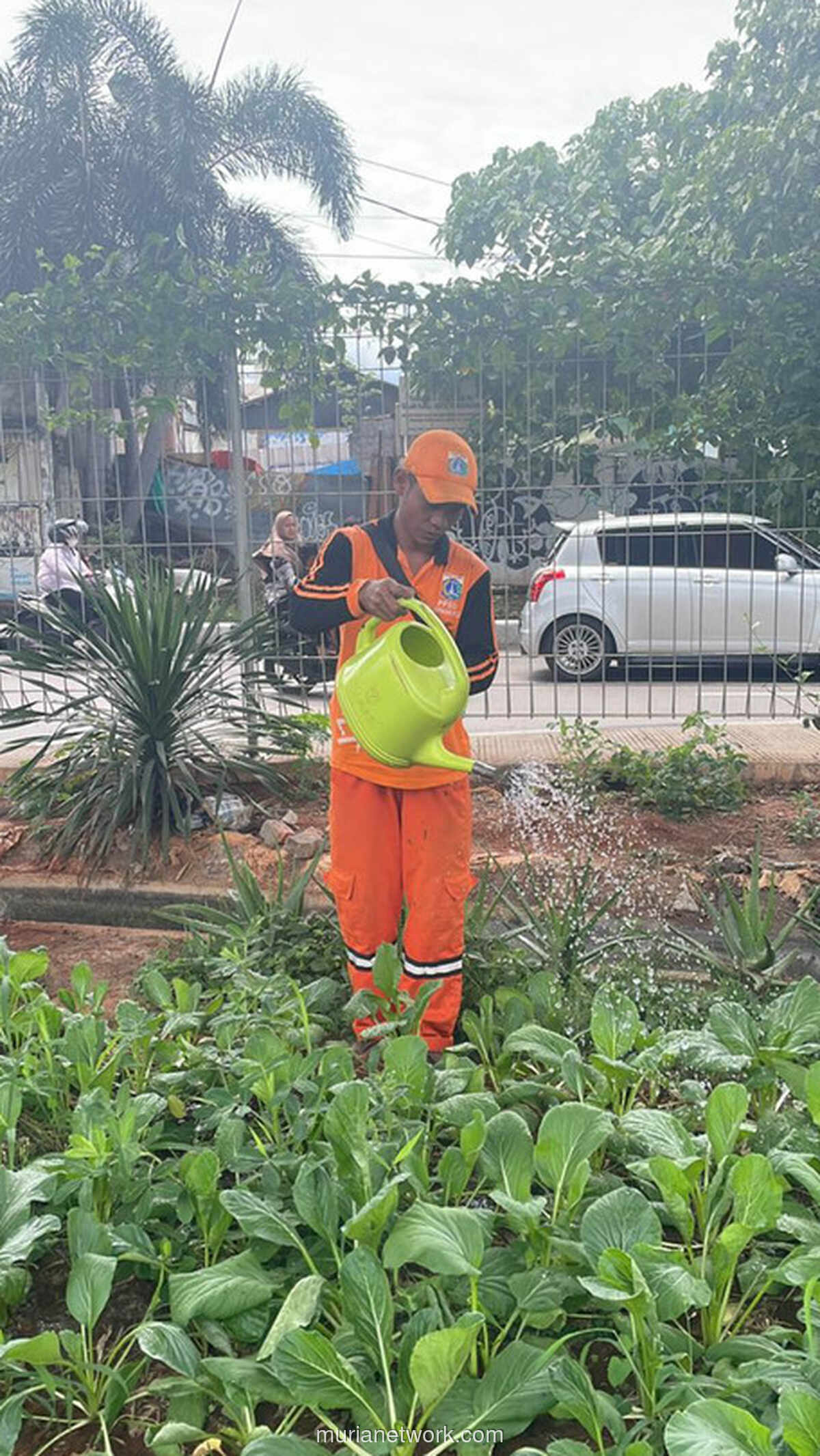 Dari Kolong Tol, Jamal dan PPSU Cipinang Melayu Panen Sayur untuk Warga
