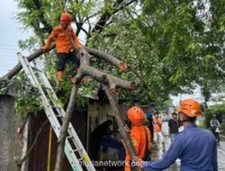 Pohon Tua Tumbang Terguling, Jalan Raya Pabuaran Lumpuh Sejenak