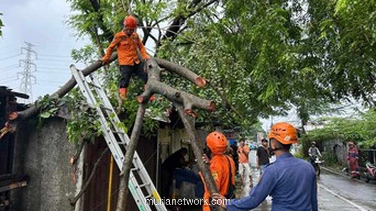 Pohon Tua Tumbang Terguling, Jalan Raya Pabuaran Lumpuh Sejenak