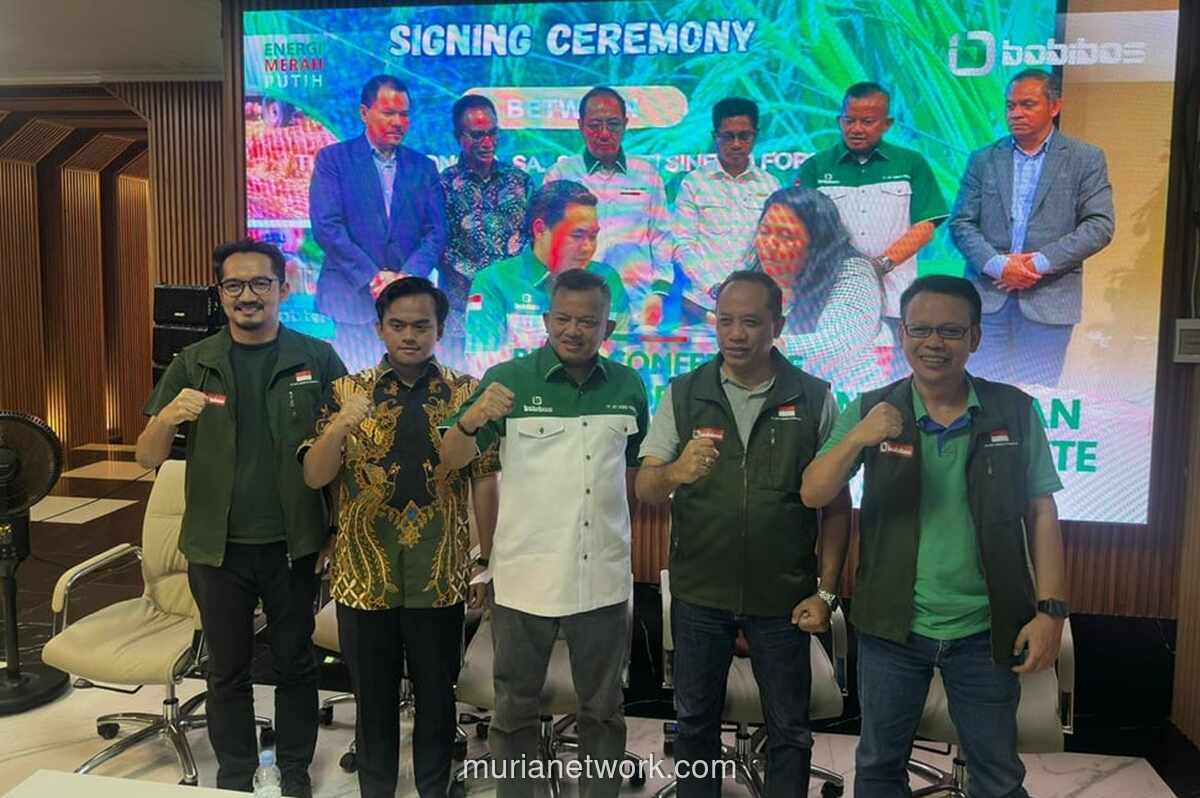 Bobibos Siap Ekspansi ke Timor Leste, Dapat Lahan 25.000 Hektare