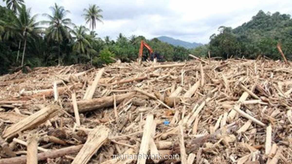 Menteri Lingkungan Hidup Panggil Delapan Perusahaan Usai Banjir dan Gelondongan Kayu Serbu Sungai Batang Toru