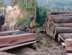 Video Viral: Aksi Tebang Liar di Pesisir Barat Picu Kekhawatiran Longsor