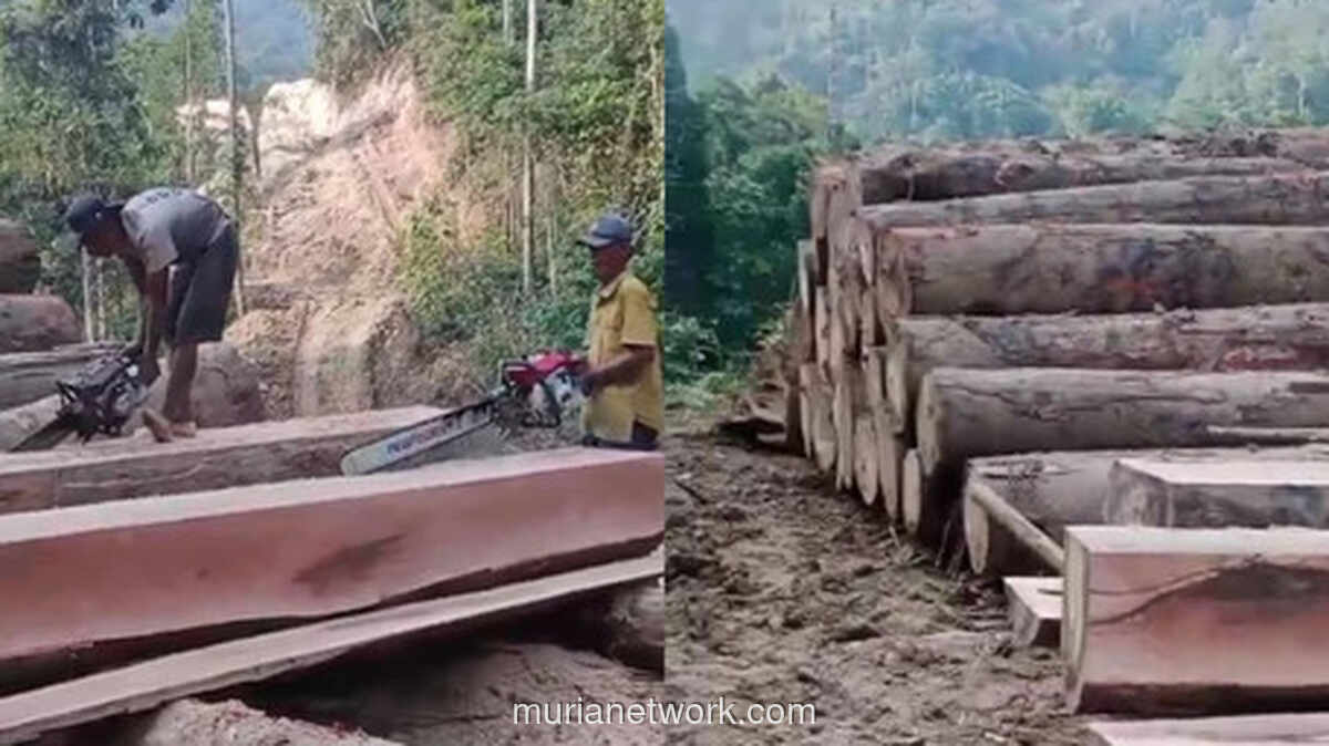 Video Viral: Aksi Tebang Liar di Pesisir Barat Picu Kekhawatiran Longsor