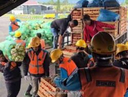 Hercules TNI AU Angkut 14 Ton Cabai, Selamatkan Hasil Panen Petani Bener Meriah