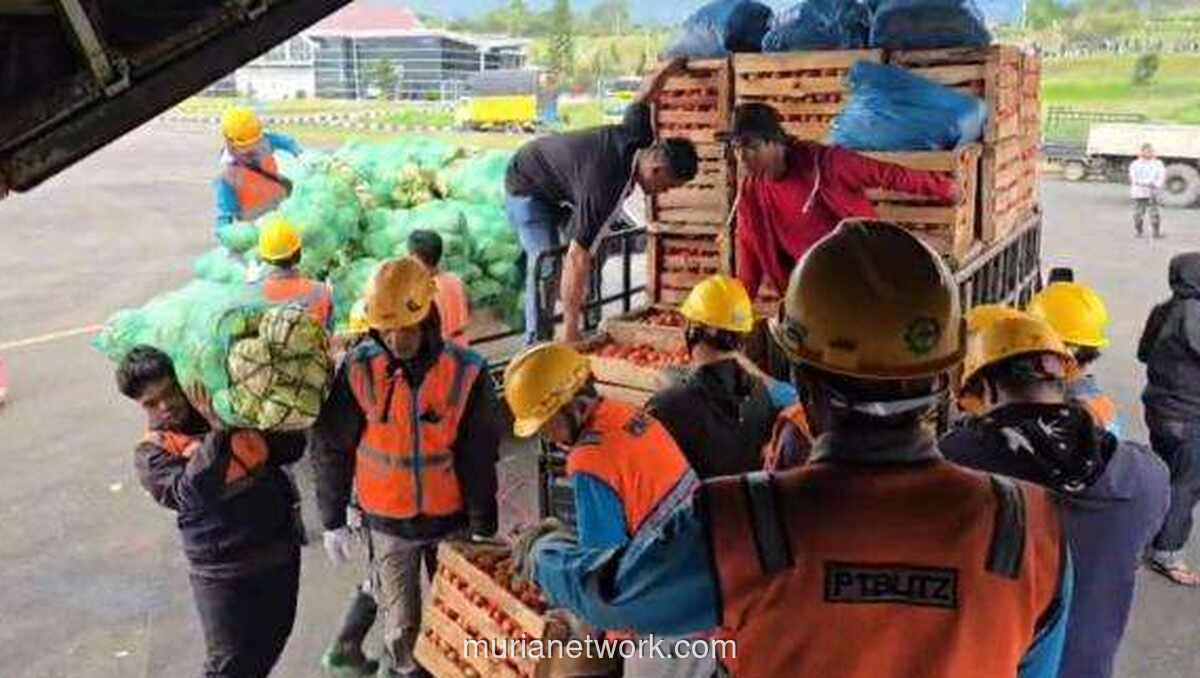 Hercules TNI AU Angkut 14 Ton Cabai, Selamatkan Hasil Panen Petani Bener Meriah
