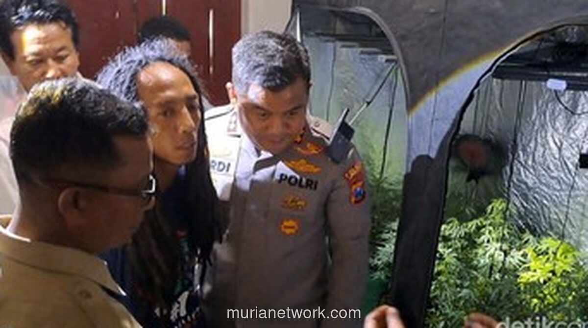 Kebun Ganja Tumbuh Subur di Kontrakan Jombang, Polisi Amankan 110 Batang