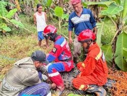 Buaya Besar Mengamuk di Sawah Bantargebang, Petugas Damkar Berhasil Amankan