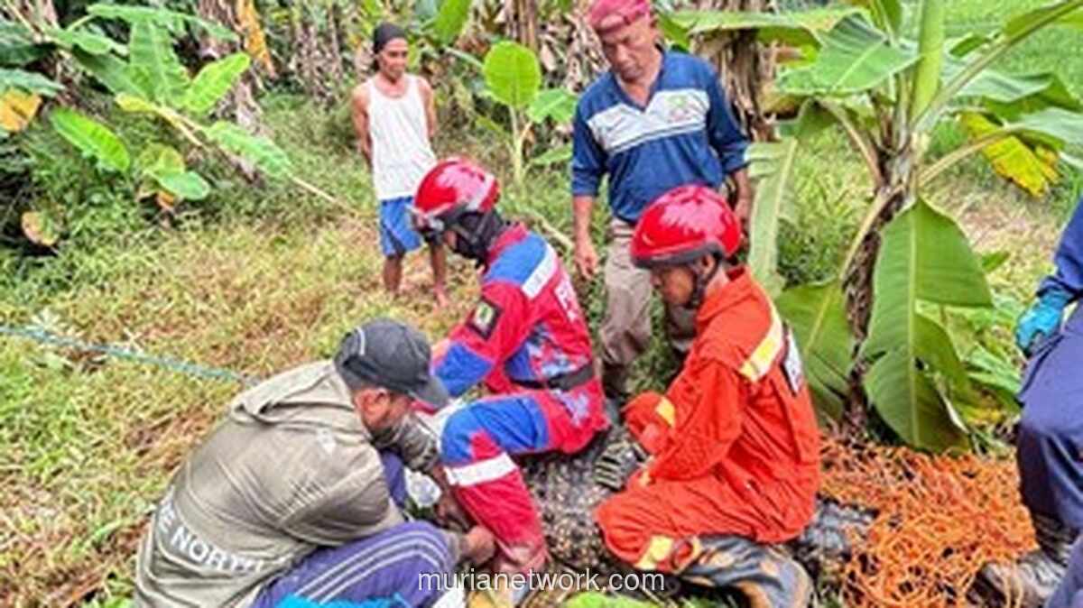 Buaya Besar Mengamuk di Sawah Bantargebang, Petugas Damkar Berhasil Amankan