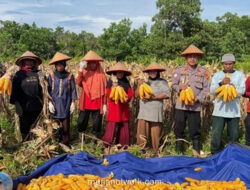 Polisi Panen Jagung di Mempawah, Dukung Ketahanan Pangan Lokal