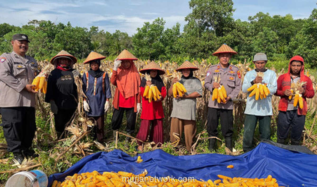 Polisi Panen Jagung di Mempawah, Dukung Ketahanan Pangan Lokal