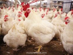 WMUU Datangkan Indukan Ayam Premium AS untuk Dukung Program Makan Bergizi Gratis