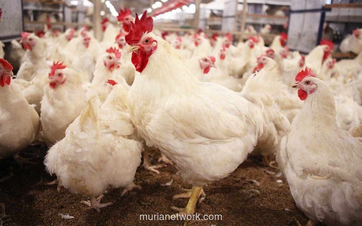 WMUU Datangkan Indukan Ayam Premium AS untuk Dukung Program Makan Bergizi Gratis