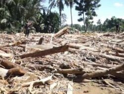Banjir Aceh Bongkar Praktik Ilegal: Gelondongan Kayu Serbu Permukiman