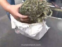 Buronan Pencuri Motor dan Pengedar Ganja Ditembak Kakinya Usai Coba Todok Polisi