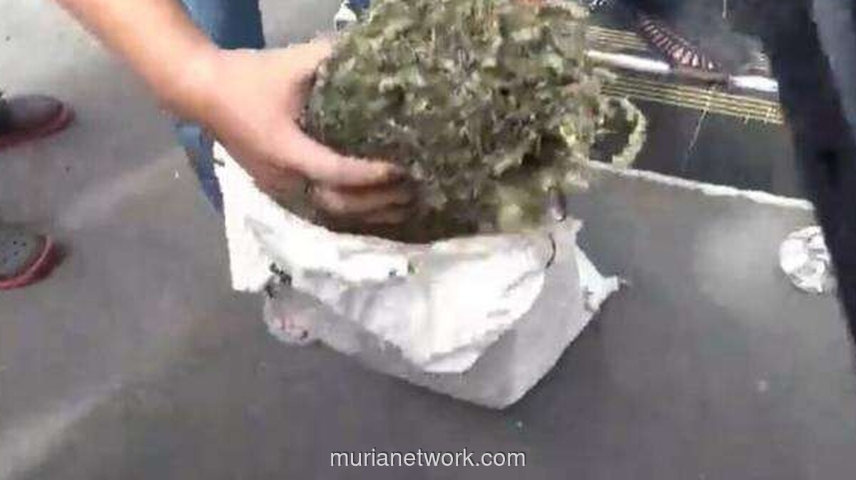 Buronan Pencuri Motor dan Pengedar Ganja Ditembak Kakinya Usai Coba Todok Polisi