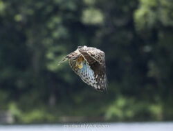 Raja Dirgantara Terbang Bebas, GPS Pantau Langkah Sang Elang Jawa