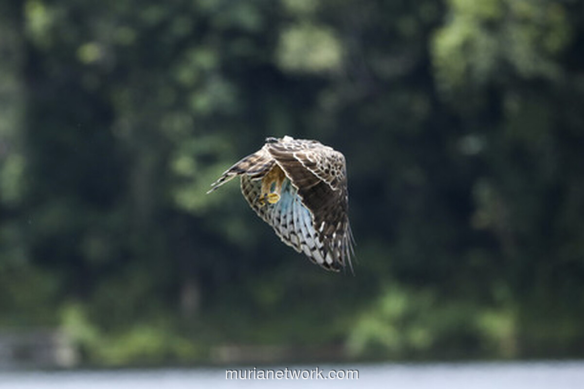 Raja Dirgantara Terbang Bebas, GPS Pantau Langkah Sang Elang Jawa