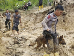 Reno, Anjing Pelacak Polda Riau, Gugur Saat Bertugas di Lokasi Longsor Agam