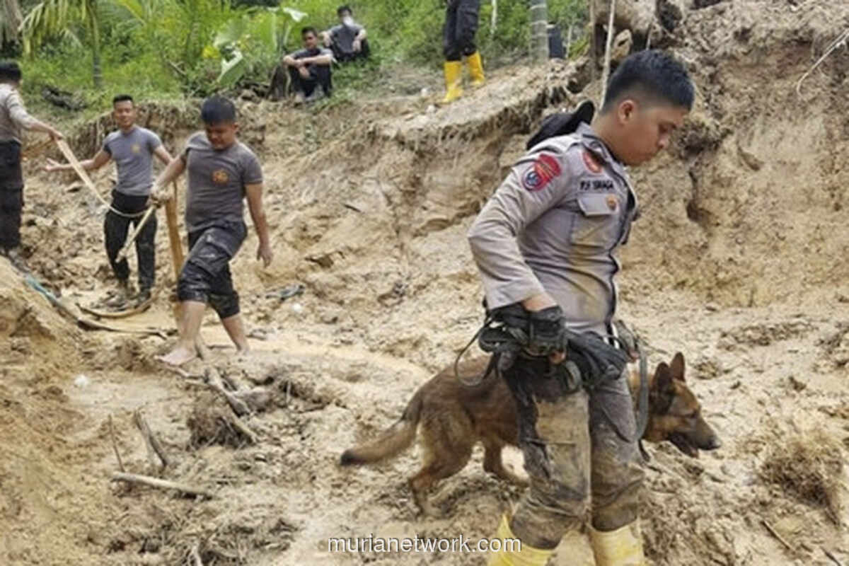 Reno, Anjing Pelacak Polda Riau, Gugur Saat Bertugas di Lokasi Longsor Agam