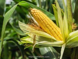 Menjelang Akhir 2026, Indonesia Siap Deklarasikan Swasembada Padi dan Jagung