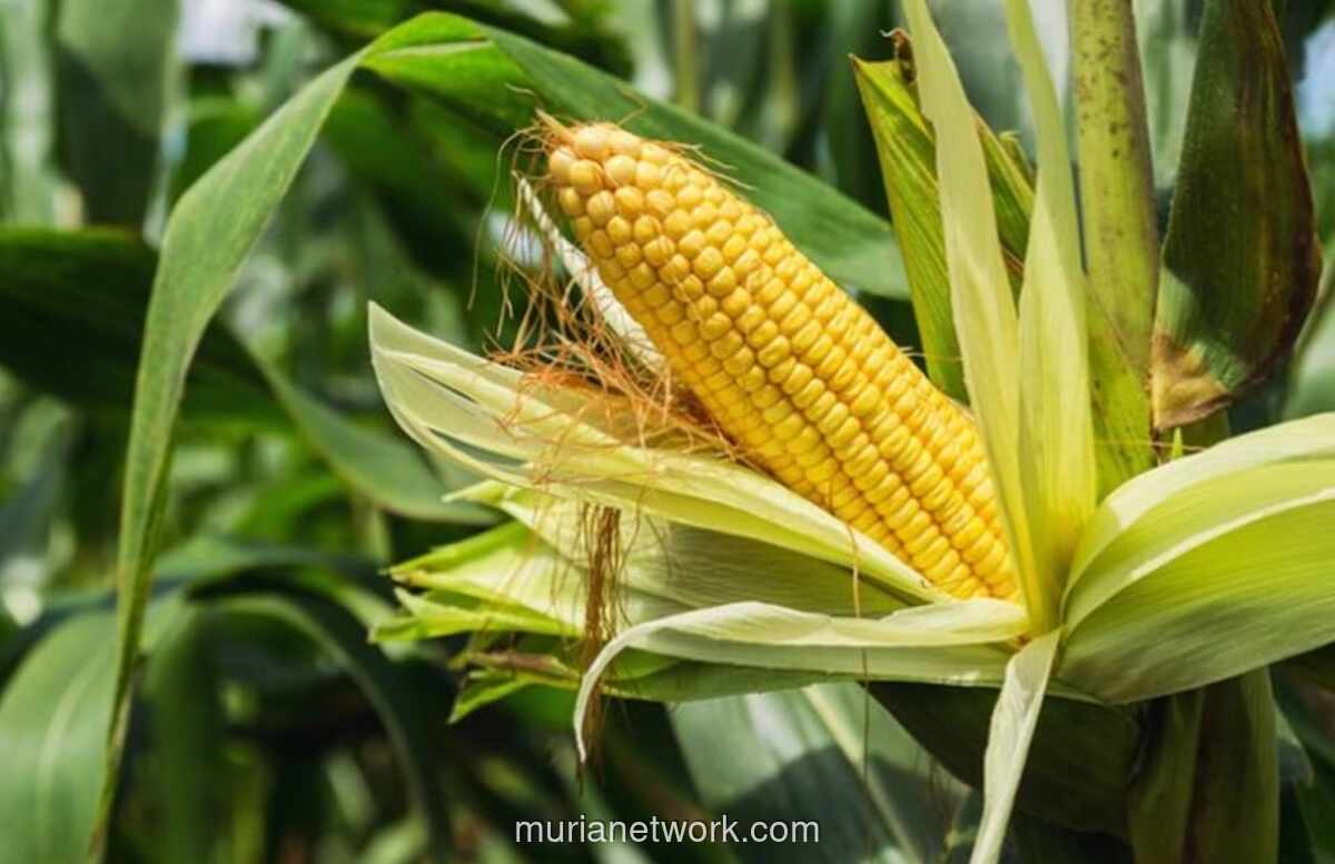 Menjelang Akhir 2026, Indonesia Siap Deklarasikan Swasembada Padi dan Jagung