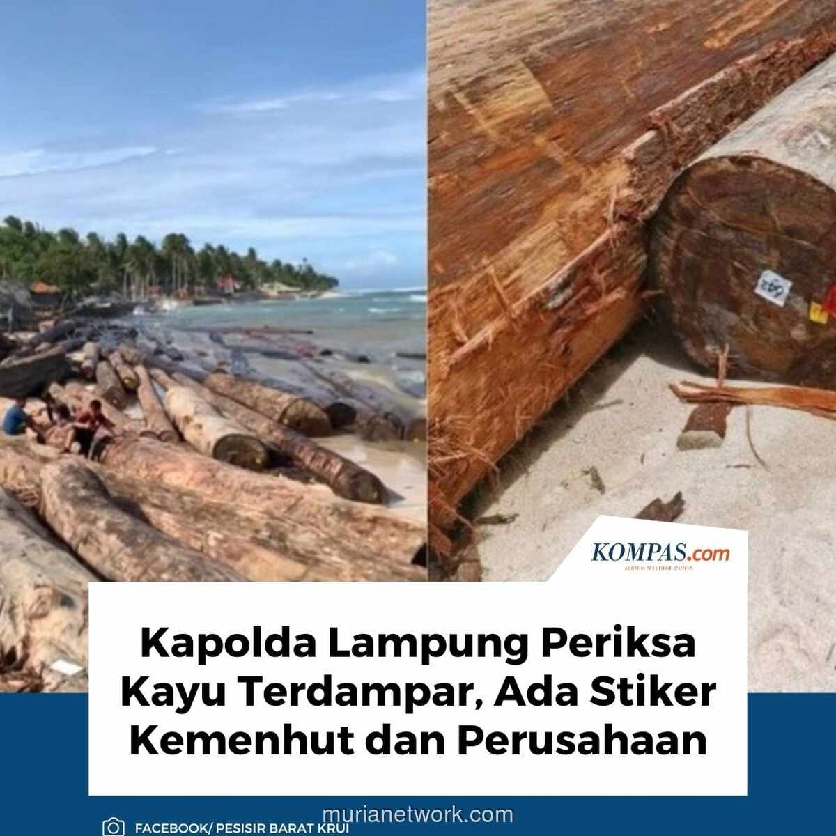 Barcode Ungkap Misteri Kayu Terdampar di Pantai Lampung