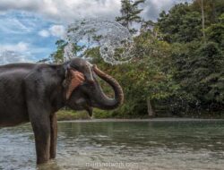 Video Lukis Gajah di Bali Viral, BKSDA: Itu Video Lama, Sudah Tak Ada Lagi