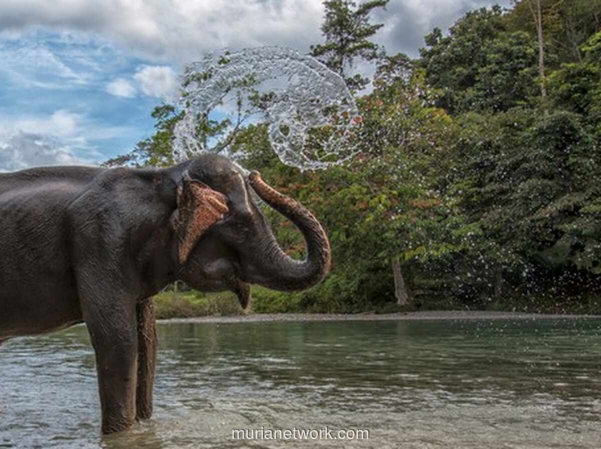 Video Lukis Gajah di Bali Viral, BKSDA: Itu Video Lama, Sudah Tak Ada Lagi