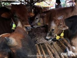 Pemerintah Genjot Populasi Sapi Perah dan Bangun Sentra Ayam untuk Dukung Makan Bergizi Gratis