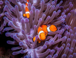 Di Balik Petualangan Nemo: Ketika Cinta Orang Tua Justru Membelenggu