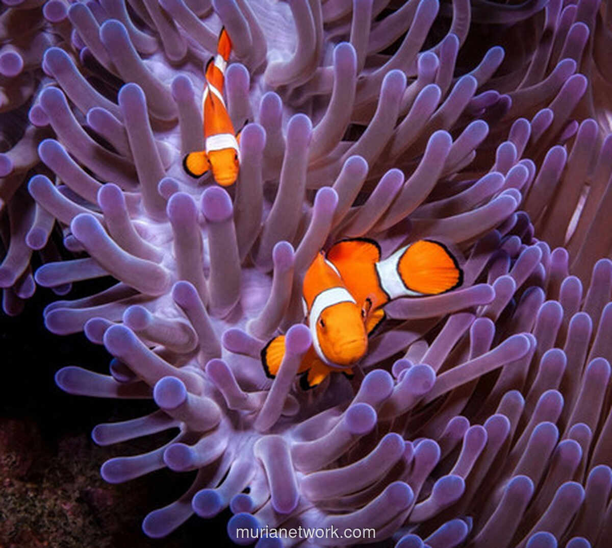 Di Balik Petualangan Nemo: Ketika Cinta Orang Tua Justru Membelenggu