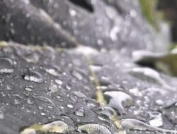 Jakarta Diguyur Hujan Ringan, Suhu Terasa Lebih Sejuk