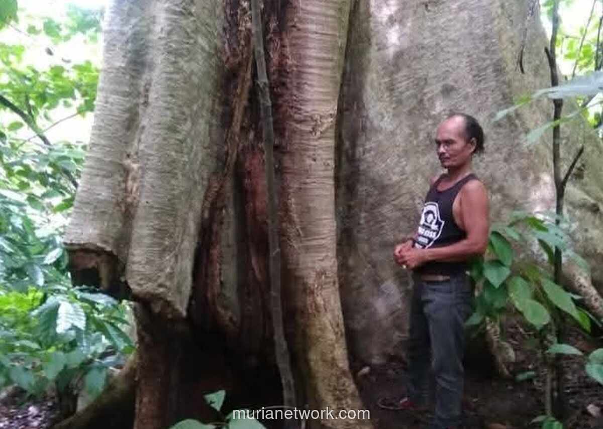 Cik Mail, Sang Penjaga Hutan Aceh yang Berjuang Sendirian