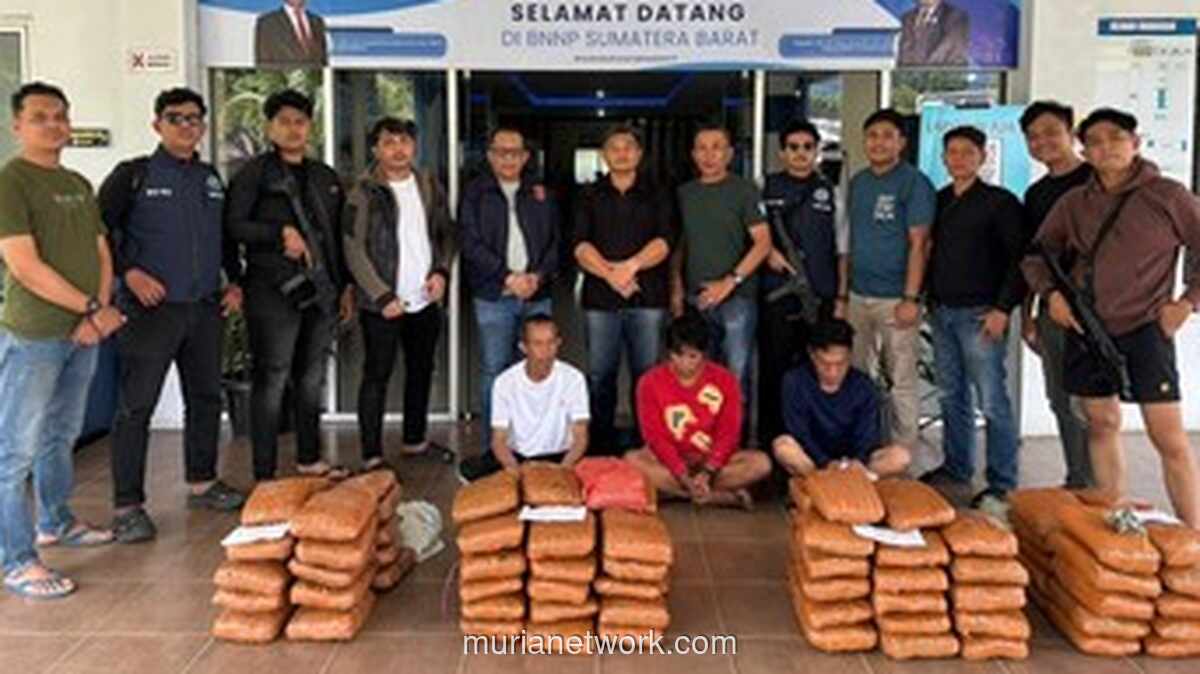Ratusan Paket Ganja Digagalkan di Agam, Tiga Tersangka Diciduk