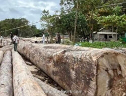 Ribuan Kayu Bersertifikat Terdampar di Lampung, Kemenhut Bantah Kaitannya dengan Banjir
