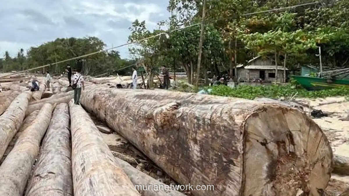 Ribuan Kayu Bersertifikat Terdampar di Lampung, Kemenhut Bantah Kaitannya dengan Banjir