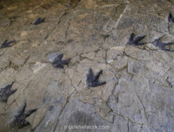 Jalan Tol Dinosaurus di Bolivia: 16.600 Jejak Kaki Ungkap Jalur Migrasi Raksasa Purba