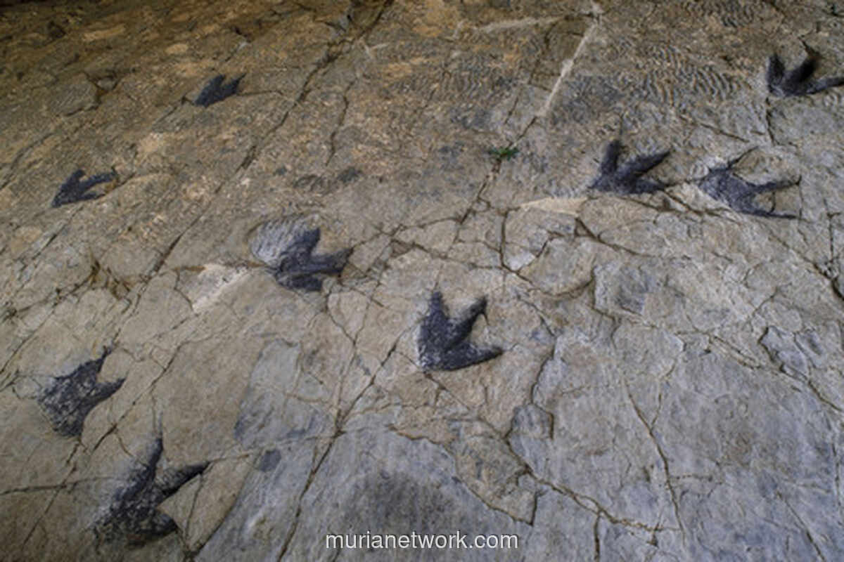 Jalan Tol Dinosaurus di Bolivia: 16.600 Jejak Kaki Ungkap Jalur Migrasi Raksasa Purba