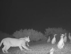 Puma di Patagonia Berubah Jadi Pemburu Grup Berkat Menu Baru: Penguin