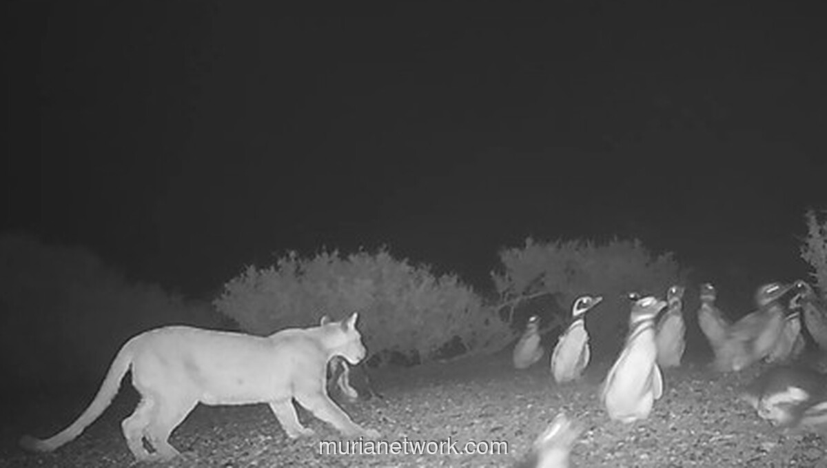 Puma di Patagonia Berubah Jadi Pemburu Grup Berkat Menu Baru: Penguin