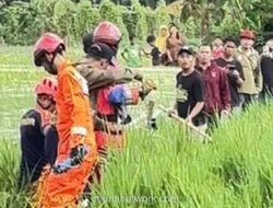 Dua Jam Perjuangan Petugas Bekasi Evakuasi Buaya dari Sawah