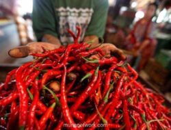 Pesawat TNI AU Angkut 3,5 Ton Cabai Aceh untuk Stabilkan Harga di Medan