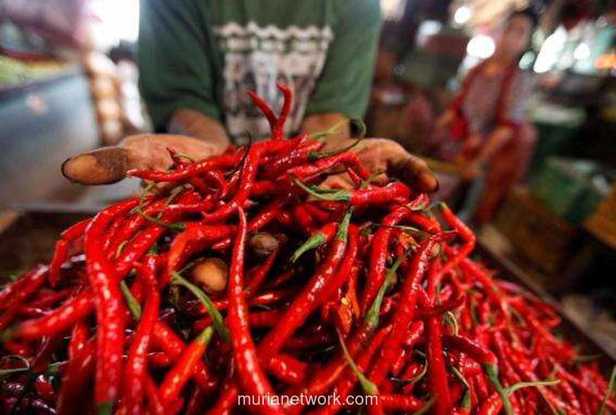 Pesawat TNI AU Angkut 3,5 Ton Cabai Aceh untuk Stabilkan Harga di Medan