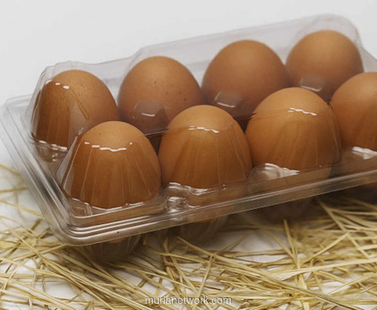 Mahasiswa UNY Gagas ChickenZ, Peternakan Modern yang Genjot Produksi Telur Omega-3