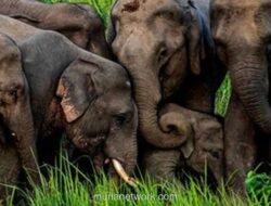 Rajdhani Express Tergelincir Usai Tabrakan Maut dengan Kawanan Gajah di Assam