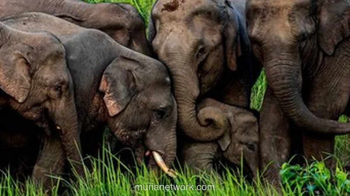 Rajdhani Express Tergelincir Usai Tabrakan Maut dengan Kawanan Gajah di Assam