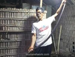 Kobra Jawa Jumbo Bersarang di Bawah Rumah Warga Klaten